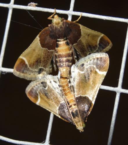Réf. 199 158 : Pyralis farinalis